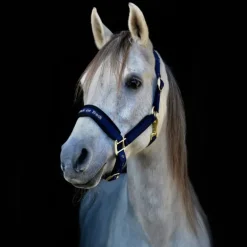 Back On Track Licol Werano Bleu