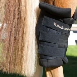 Back on Track Protege Jarret Cheval Royal