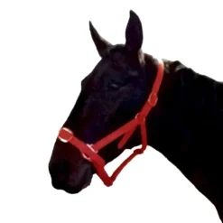 Gamme du Maréchal Licol en biothane - Rouge