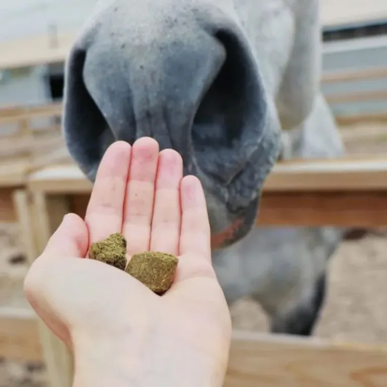 Hilton Herbs Herballs n°4 Myrtille & Thym Friandises Cheval