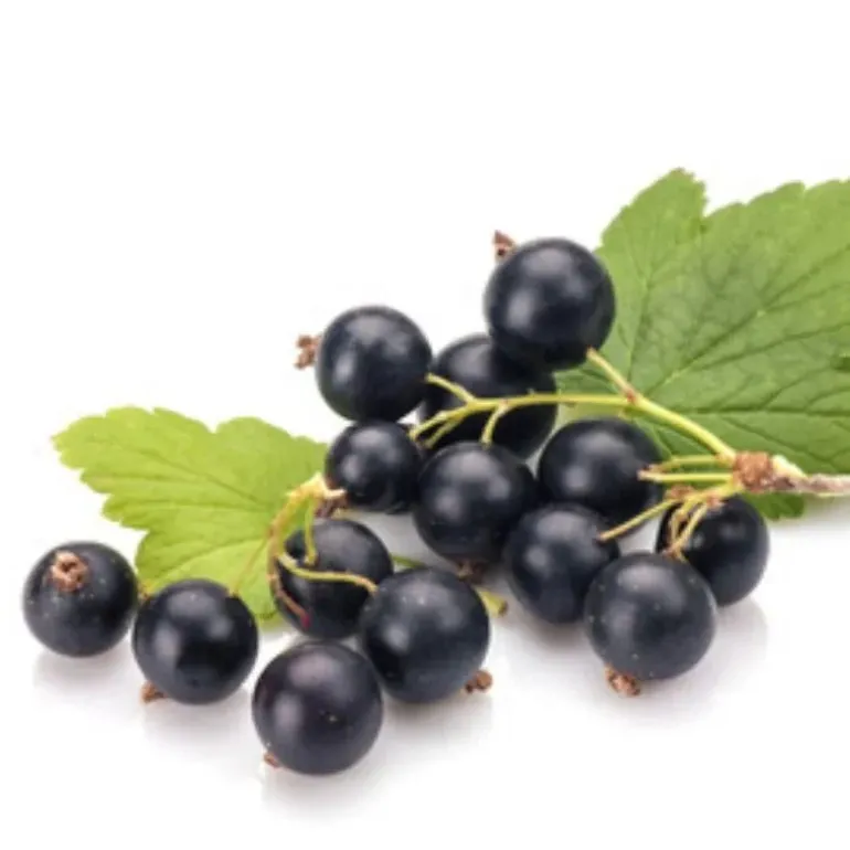 Horse Remedy Macérat de Cassis