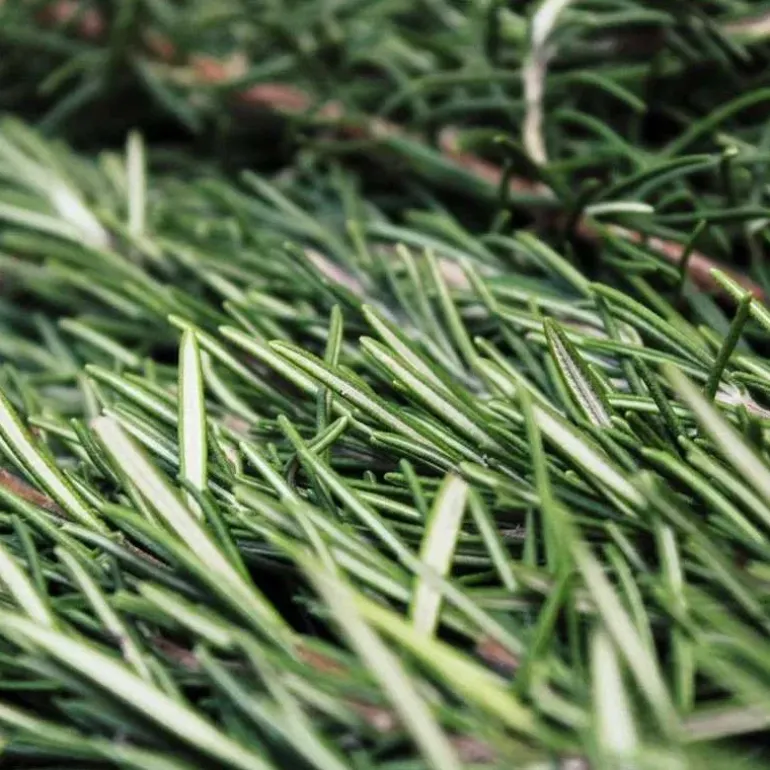 Horse Remedy Macérat de Romarin